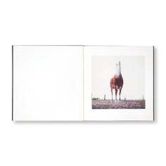 【著者サイン入】ON THE SIXTH DAY by Alessandra Sanguinetti